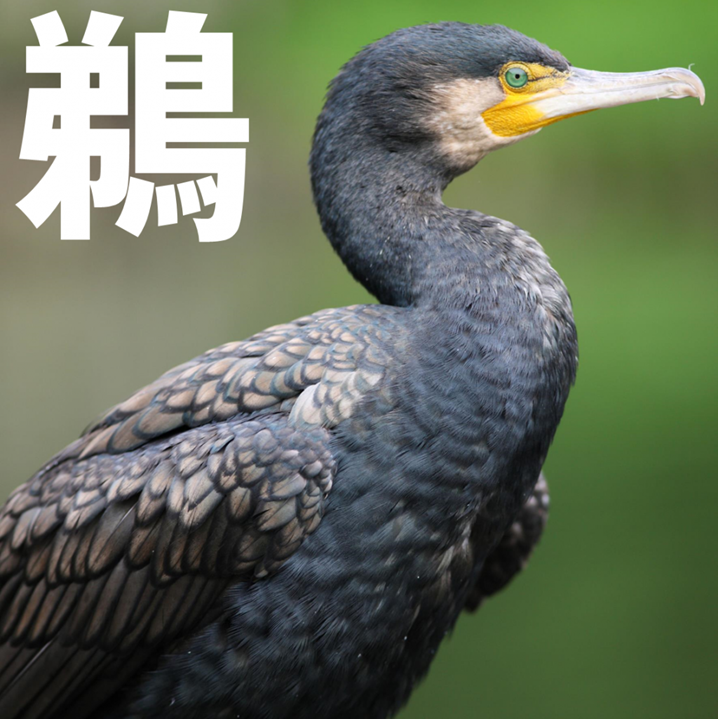 鵜呑み